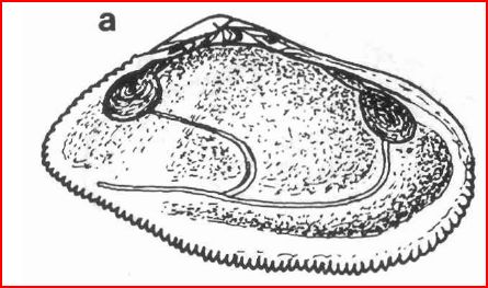 La famiglia DONACIDAE in Mediterraneo